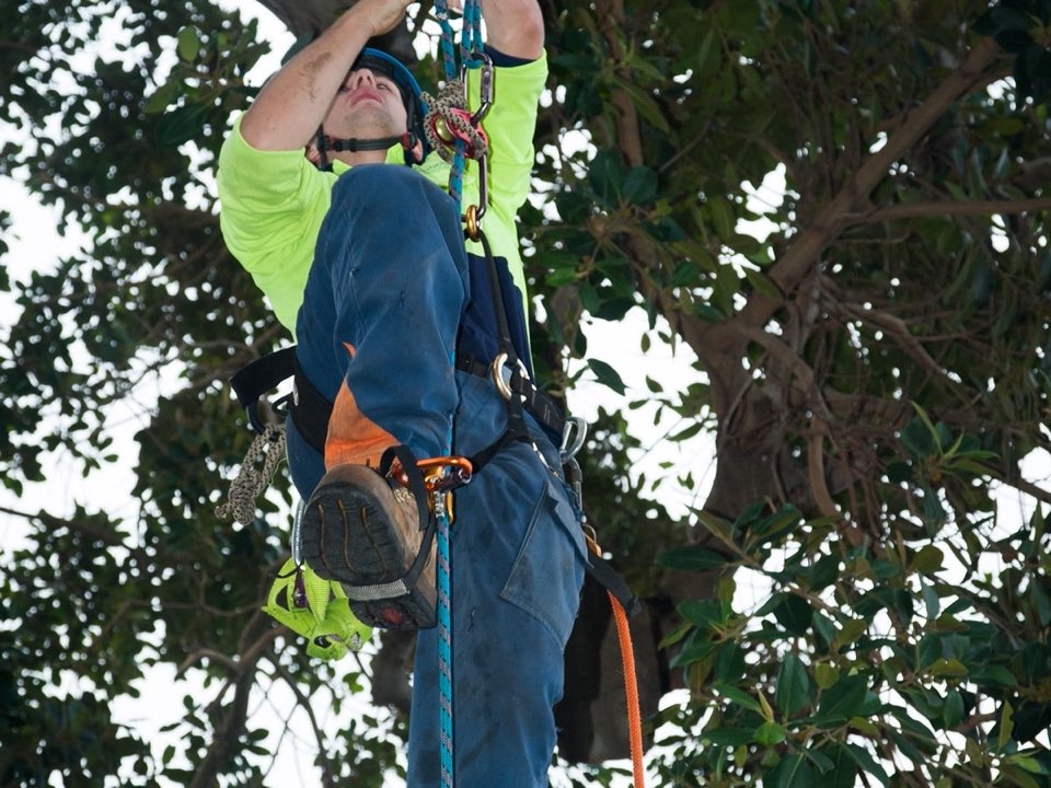 Qualified arborist working in a mature tree during a property survey in Dundee