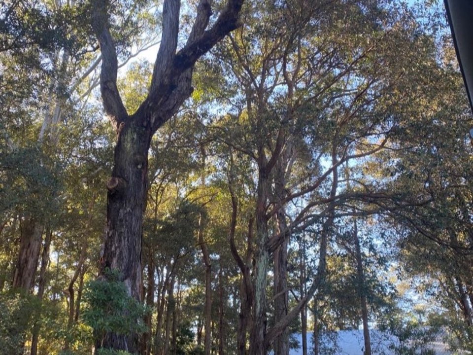 Mature trees in Dundee parkland with a property visible in the background